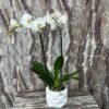Maceta orquidea phalaenopsis scaled e1785194061855