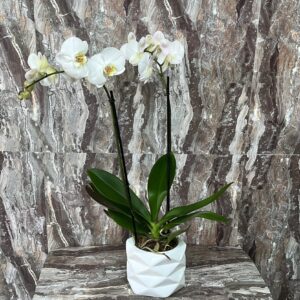 Orquídea Phalaenopsis en Maceta